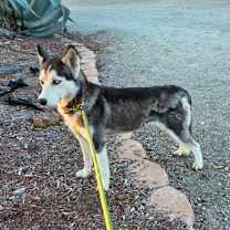 Thumbnail photo of Flair JuM #3