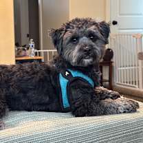 Thumbnail photo of Shadow #1