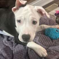 Thumbnail photo of Scotch Pine #1