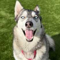 Thumbnail photo of Luna #4