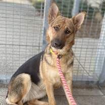 Thumbnail photo of Sheba #1