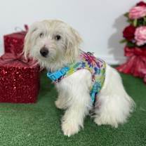 Thumbnail photo of Precious #3