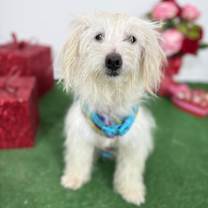 Thumbnail photo of Precious #4