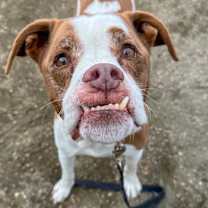 Thumbnail photo of Weizer #1