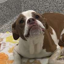 Thumbnail photo of Weizer #3