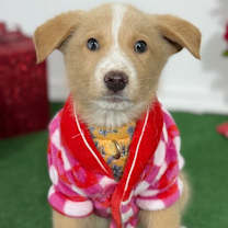 Thumbnail photo of Micky #1