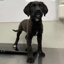 Thumbnail photo of Fionn #1