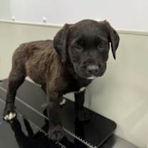 Thumbnail photo of Fionn #3