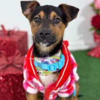 Thumbnail photo of Joji #1