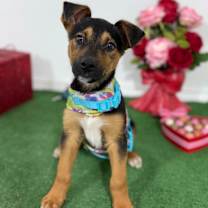 Thumbnail photo of Joji #2