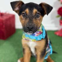 Thumbnail photo of Joji #4