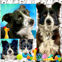 Thumbnail photo of Gypsy #1