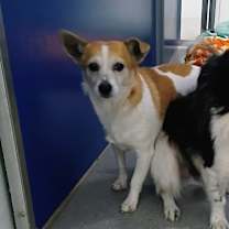 Thumbnail photo of Paquita #1