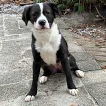 Thumbnail photo of Daffodil #2