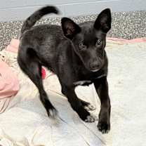 Thumbnail photo of Cindie #3