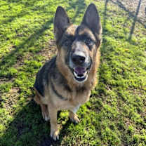 Thumbnail photo of Ford #1