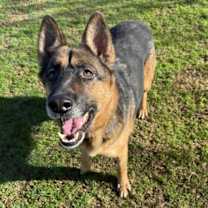 Thumbnail photo of Ford #4