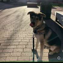 Thumbnail photo of Obi #1