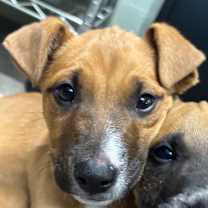 Thumbnail photo of Fuller #2