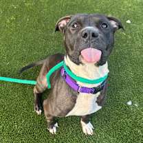 Thumbnail photo of Geronimo #4