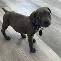 Thumbnail photo of Hiccup #1