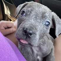 Thumbnail photo of Hiccup #4