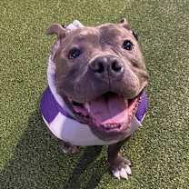 Thumbnail photo of Cannoli #1