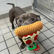 Thumbnail photo of Cannoli #3