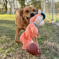 Thumbnail photo of Lil Del #2