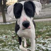 Thumbnail photo of Zora #4