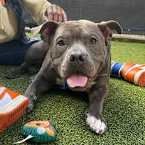 Thumbnail photo of Cannoli #4