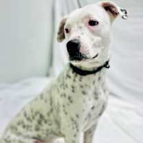 Thumbnail photo of Osiris #2