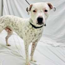 Thumbnail photo of Osiris #4