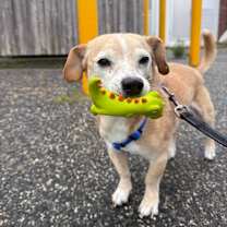 Thumbnail photo of Henry #3