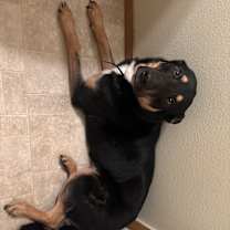 Thumbnail photo of Bentley #4