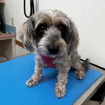 Thumbnail photo of Snuggles #2