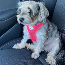 Thumbnail photo of Snuggles #3