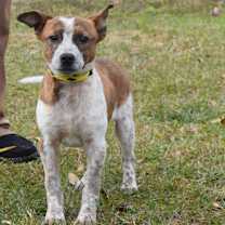 Thumbnail photo of Shinoda #1