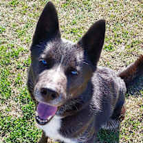 Thumbnail photo of Saki #1