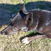 Thumbnail photo of Saki #3