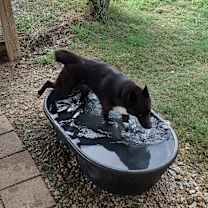 Thumbnail photo of Saki #4