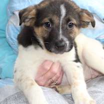 Thumbnail photo of Comet 42911 #1