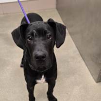 Thumbnail photo of Leshy #3