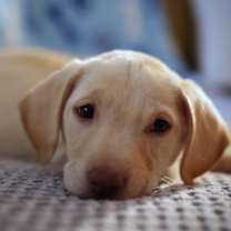 Thumbnail photo of Joy #2