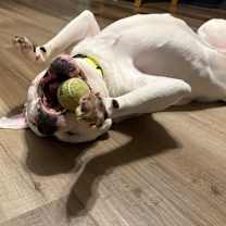 Thumbnail photo of Lux #3