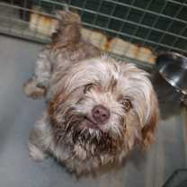 Thumbnail photo of Chewy #3