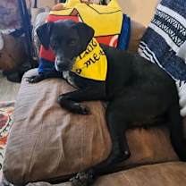 Thumbnail photo of Ozzy Pawsbourne #1