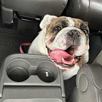 Thumbnail photo of Bonnie #4