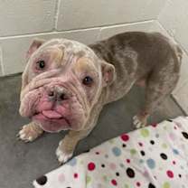 Thumbnail photo of ROSIE #1