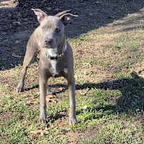 Thumbnail photo of Leo #1